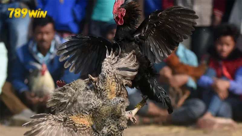 Khám phá mẹo chơi đá gà hiệu quả từ các cao thủ